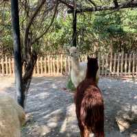 廣州動物園：在“動物的夢幻樂園”中發現童趣 🦁🌳