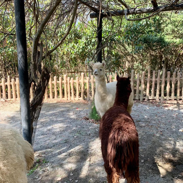 廣州動物園：在“動物的夢幻樂園”中發現童趣 🦁🌳
