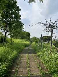 峇里島當地著名景點推薦：Campuhan Ridge Walk，適合拍照打卡親子遊。