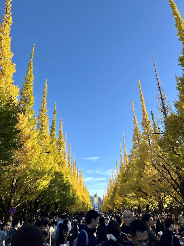 🇯🇵 東京最美銀杏樹大道！