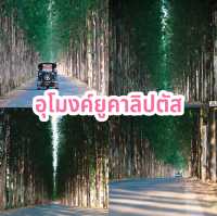 อุโมงค์ยูคาลิปตัส