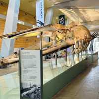 Explore the Wonders of Melbourne Museum 🇦🇺