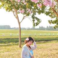 🌸ชมพูพันธุ์ทิพย์บานแล้วที่ #เกษตรกำแพงแสน