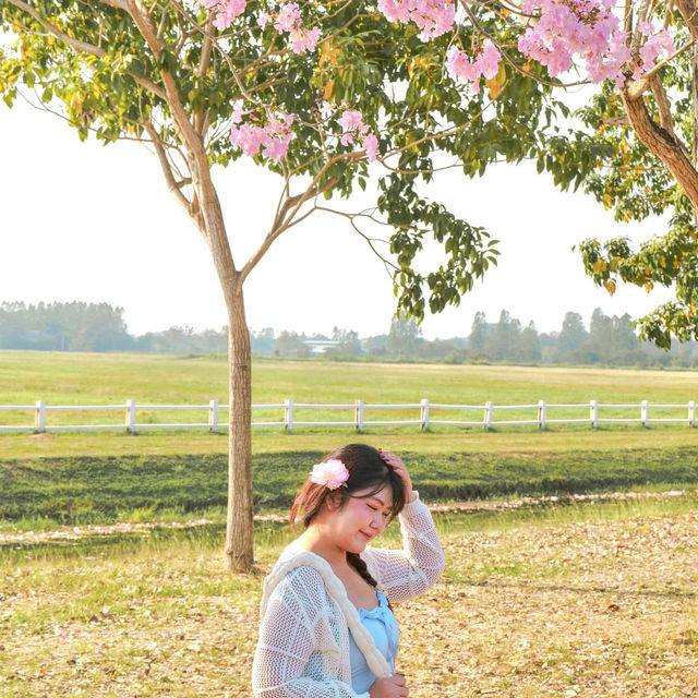 🌸ชมพูพันธุ์ทิพย์บานแล้วที่ #เกษตรกำแพงแสน