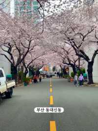 한달뒤면 벚꽃을 볼 수 있습니다!-부산 벚꽃명소