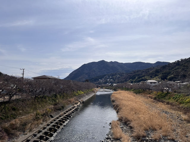 河津桜とオススメのどら焼き@静岡・河津🌸