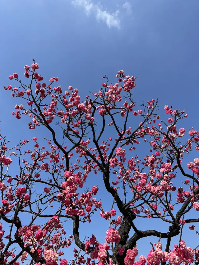 Explore Kyushu!