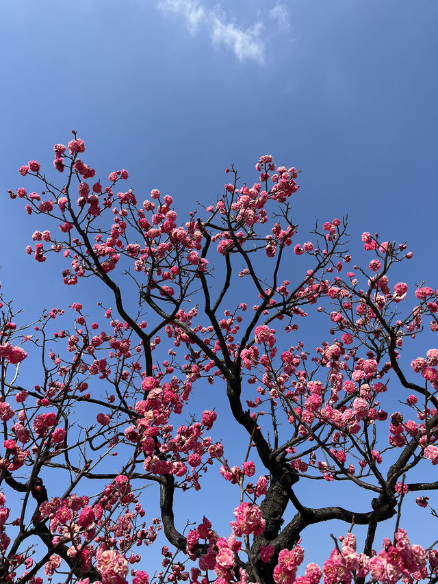 Explore Kyushu!