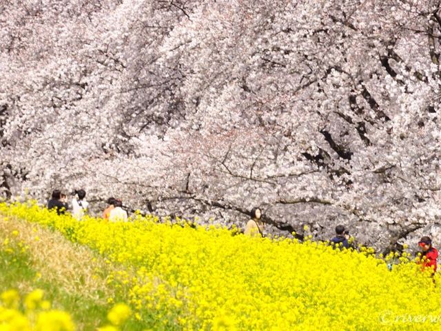 【埼玉県】日本のさくらの名所100選！菜の花とのコラボ「熊谷桜堤」