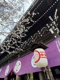 京都知恩院的櫻花之美 🌸 