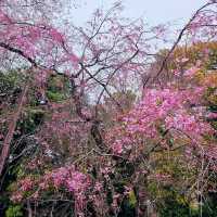 Shinjuku Gyoen: A Sakura Wonderland in the Heart of Tokyo 🇯🇵