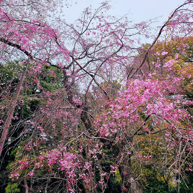 Shinjuku Gyoen: A Sakura Wonderland in the Heart of Tokyo 🇯🇵