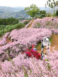 粉紅山丘麝香木秘境櫻花美景