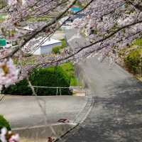 ～中村公園～櫻花下的浪漫～