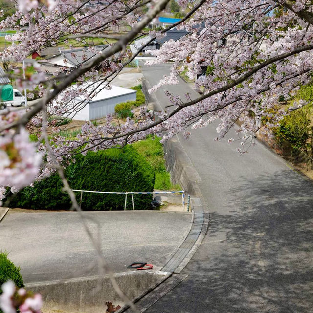 ～中村公園～櫻花下的浪漫～