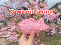 Kawazu Zakura จุดชมซากุระสีชมพูที่บานก่อนใคร
