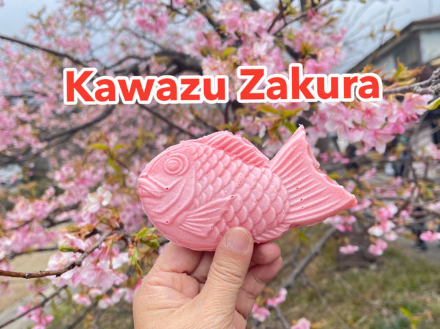 Kawazu Zakura จุดชมซากุระสีชมพูที่บานก่อนใคร