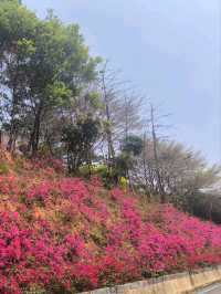 惠州除了西湖外,還是一個紅花湖也很美