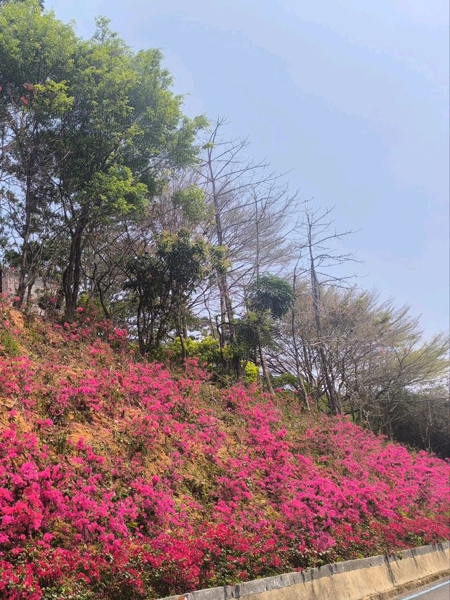 惠州除了西湖外,還是一個紅花湖也很美
