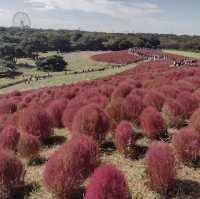 ひたち海浜公園（茨城） 