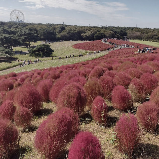 ひたち海浜公園（茨城） 