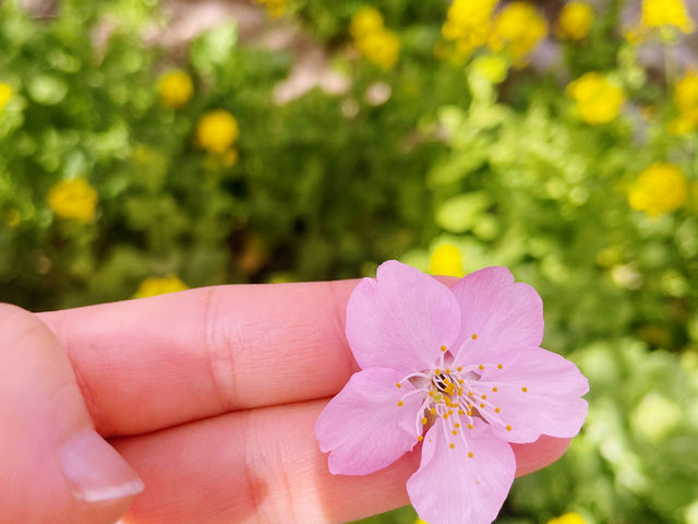 Catching the earliest Sakura !