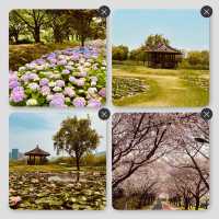 An Underrated Spring Gem in Busan!