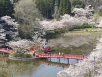 Chasing Sakura at Mobara Park Chiba