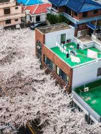 Chasing Sakura at Jeongnong-ro Jeju