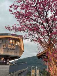 Elevate Your Tea Experience: Discovering Maokong in Taipei 🫖
