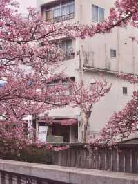 Chasing Sakura at Atami Streets