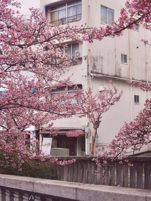 Chasing Sakura at Atami Streets