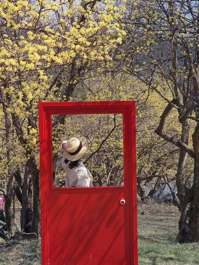 🌼 노란 물결 가득한 이천 산수유축제, 다녀왔어요!
