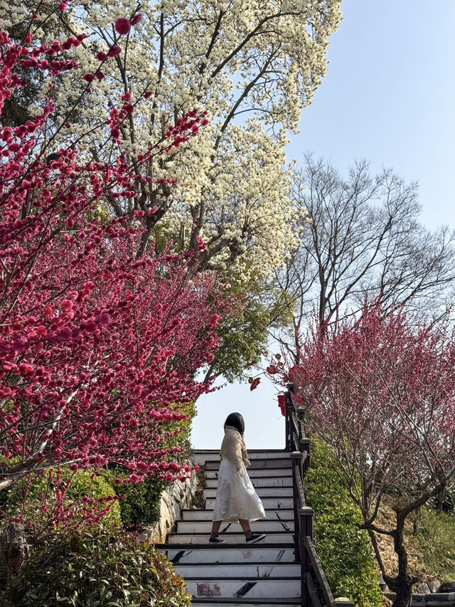 봄에 꼭 가야할 홍매화 명소 추천 ‘탐매마을’