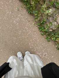 Kunming Zoo จุดชมดอกไม้บาน