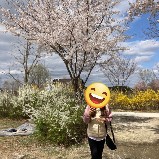 경기도 벚꽃명소