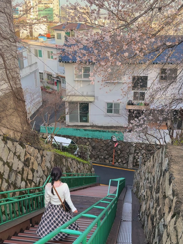 지브리 애니에서 나온거 같은 벚꽃명소..🌸🤎🌸