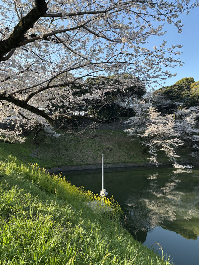 [부도칸] 봄바람 흩날리며~🌸 도심속 고요한 벚꽃명소