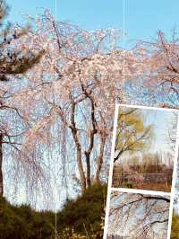 Seoul's Spring Spectacle: Experiencing the Beauty of Yunjung Road