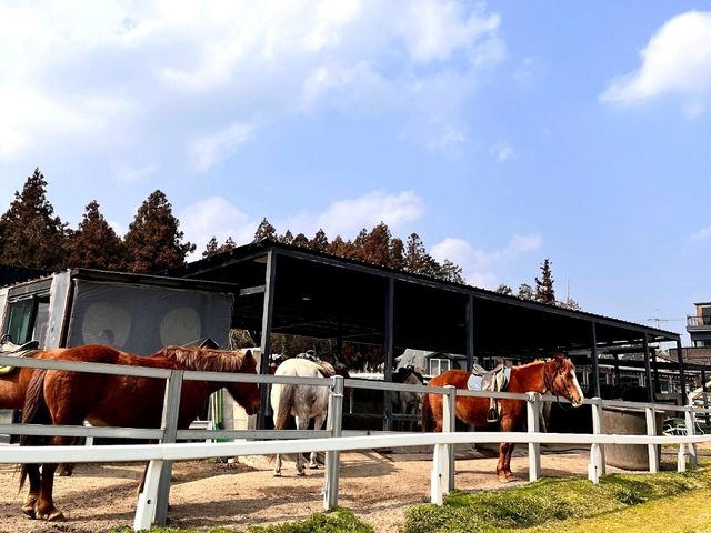 📍 제주 동쪽 (구좌, 성산) 1박 2일 여행 코스
