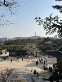 매화나무 살구나무가 흐드러진🌸 창경궁 봄나들이