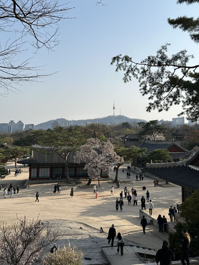 매화나무 살구나무가 흐드러진🌸 창경궁 봄나들이