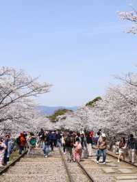 京都の蹴上インクライン🌸