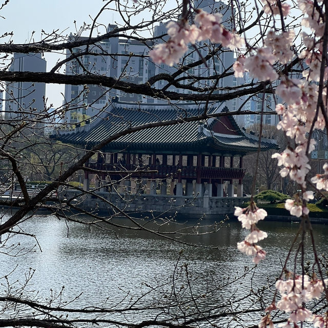 분당중앙공원 벚꽃