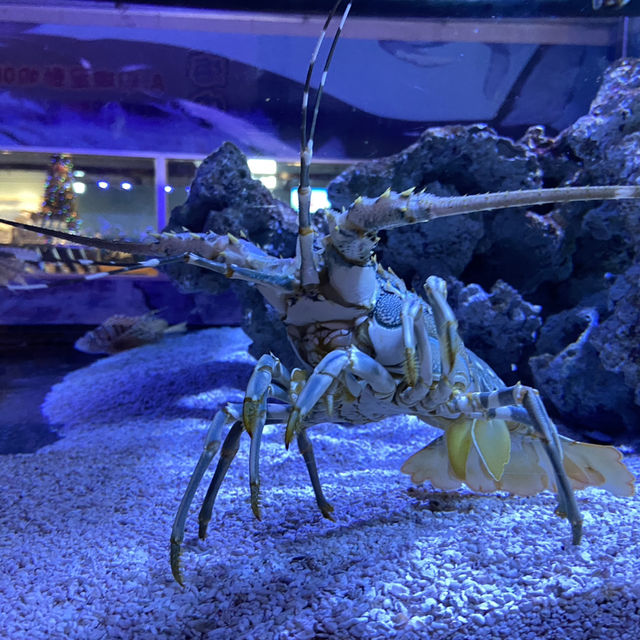 海洋生物互動展館，近距離觀賞與餵食鯊魚