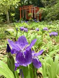First Blooms of Spring at Goryo Shrine (Kamigoryo Shrine)