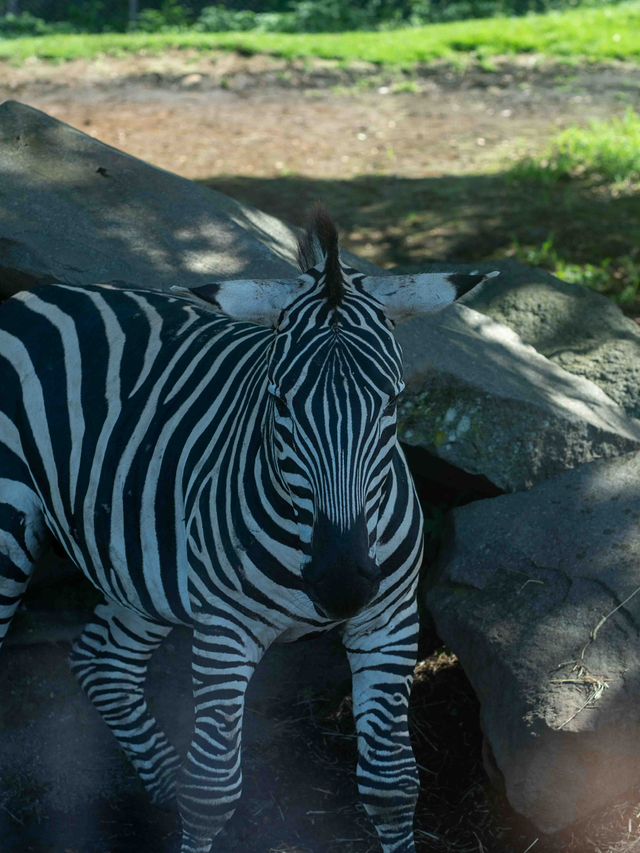 【九州自然動物公園の見どころ】🌍🐅