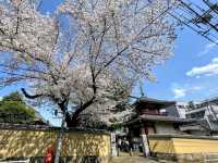 中野住宅區的日常賞櫻景點---新井藥師梅照院