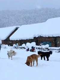 Xinjiang: A Fairytale of Snow and Serenity