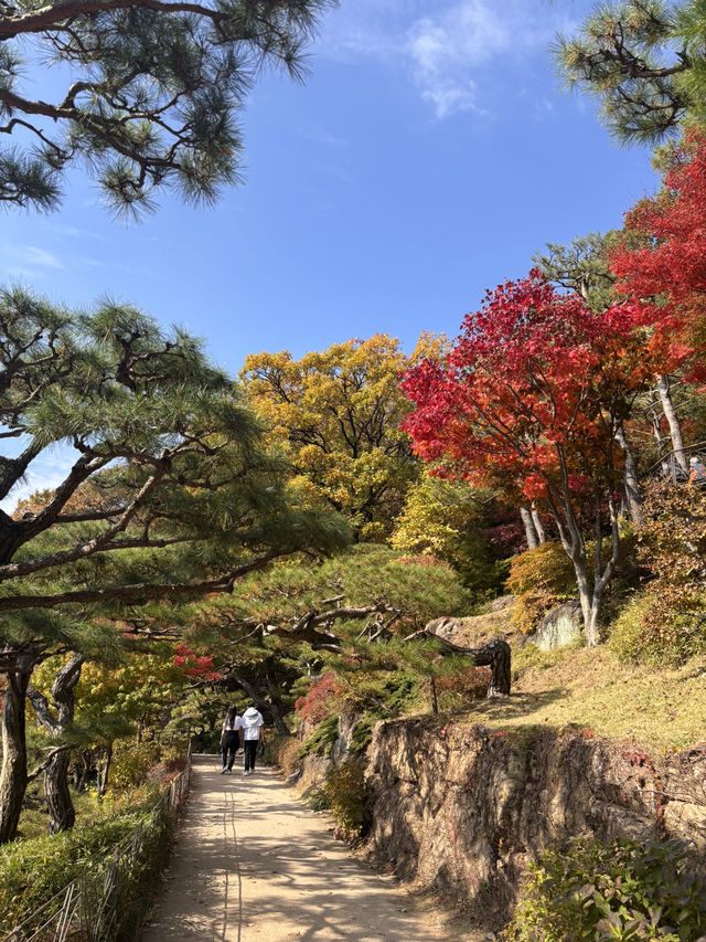 🍁 단풍이 내려앉은 숲, 가을의 화담숲 🌳✨ 